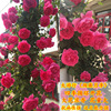 Teng Ben Rose Flower Miao Daosheng Courtyard Plant Pottery Potted Rose Rose Climbing Teng Rose Four Seasons Four Flower Four