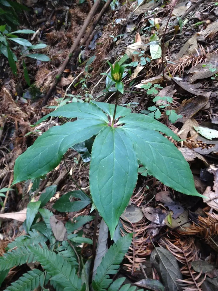 七叶一枝花图片品种,植物图片,收购价_大山谷图库