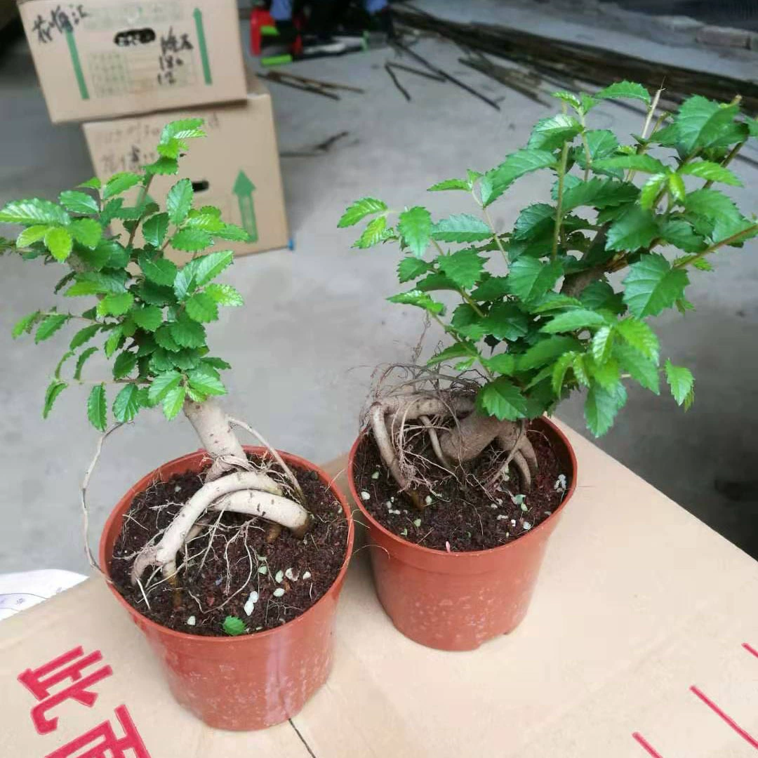 Оптовая мелколистовой красный Нан бонсай Самшит золотой шелк нанму миниатюрный Бонсай балкон вечнозеленое зеленое растение с горшками