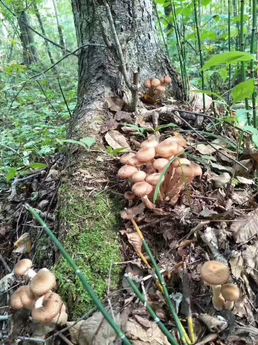 食材干榛蘑蘑菇高清摄影大图-千库网