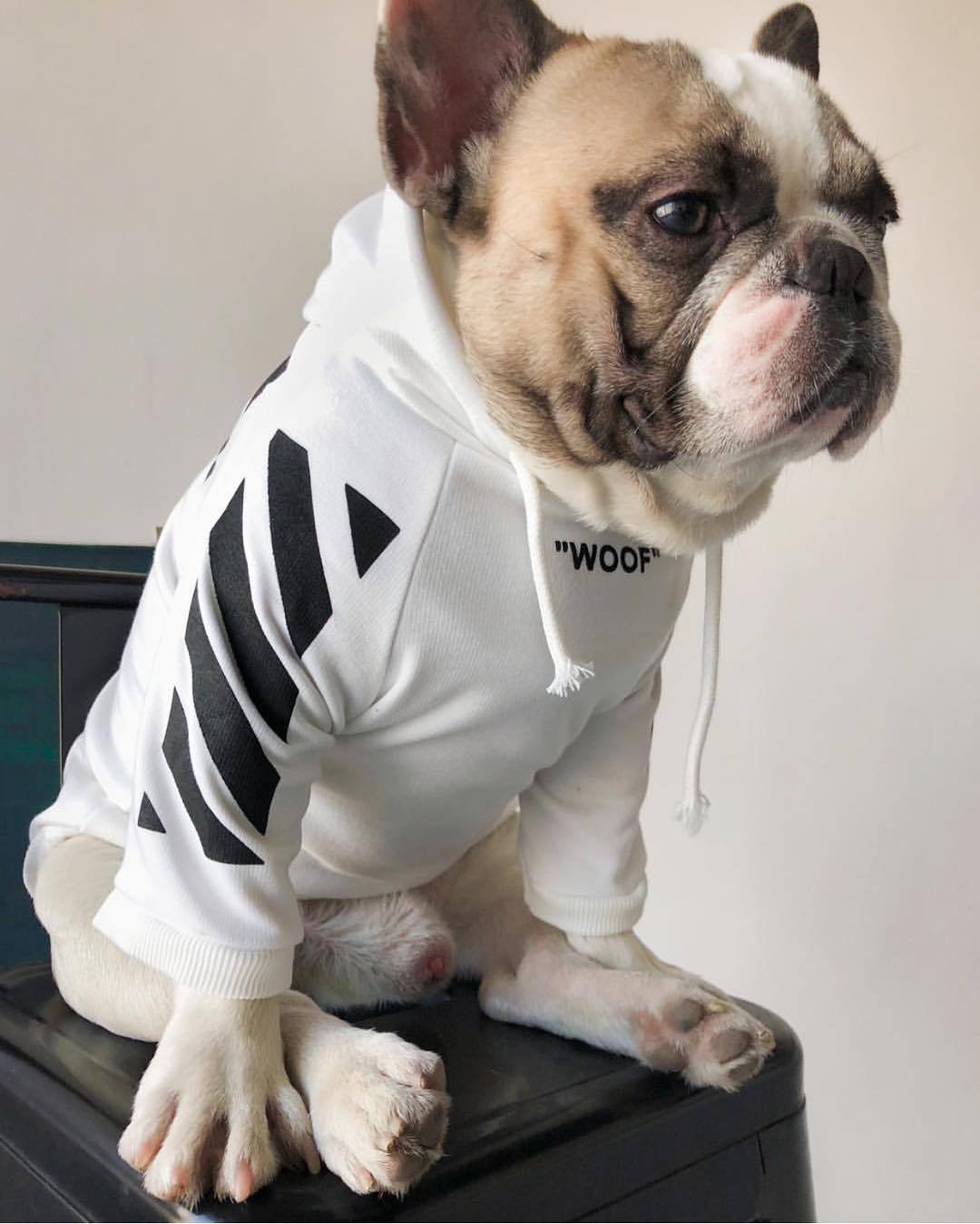 hypebeast dog clothes