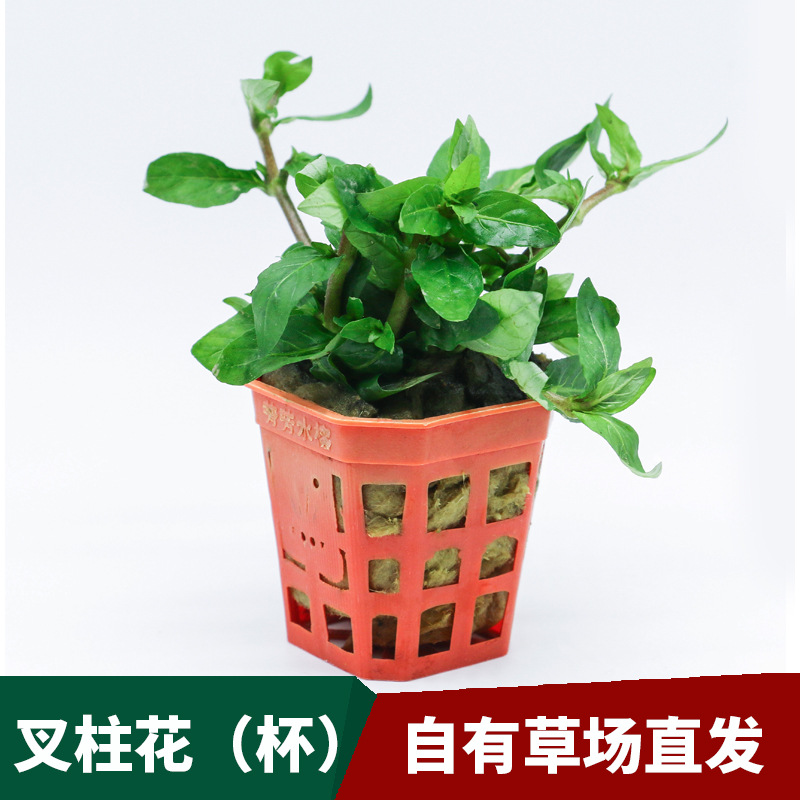 Lazy waterweed live fish tank decorative fork plant flower aquarium…