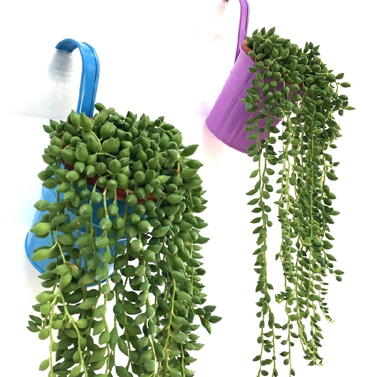 佛珠情人泪吊兰盆栽 观花绿色方便园艺 多肉植物组合盆栽装饰摆件