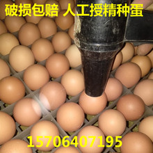 廣元市紅玉雞種蛋九斤紅雞苗種蛋多少錢？九紅380雞種蛋 五黑種蛋