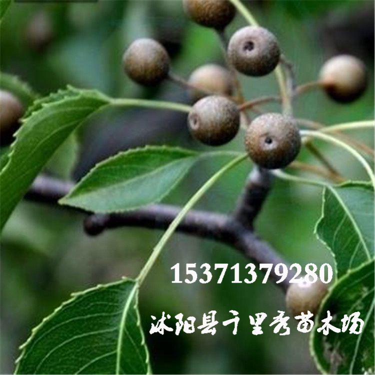 棠梨品种介绍,棠梨是雌雄同株吗,棠梨的雅称(第11页)_大山谷图库