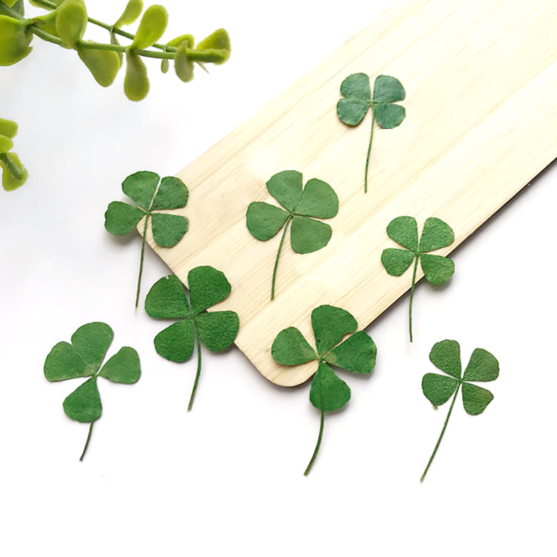 organic lucky clover