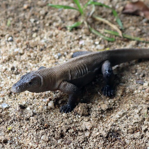 Cross-border simulated real-life static wild animal model children's toy monitor lizard Komodo dragon plastic ornaments