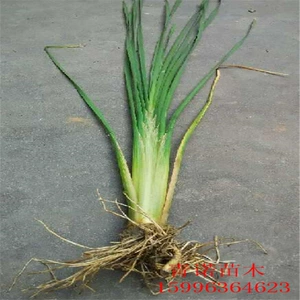Базовая прямая продажа Tugu Aquatic Flower Green Seartings Morgeon Aquatic Plants Loose Panda Green Panant Sales