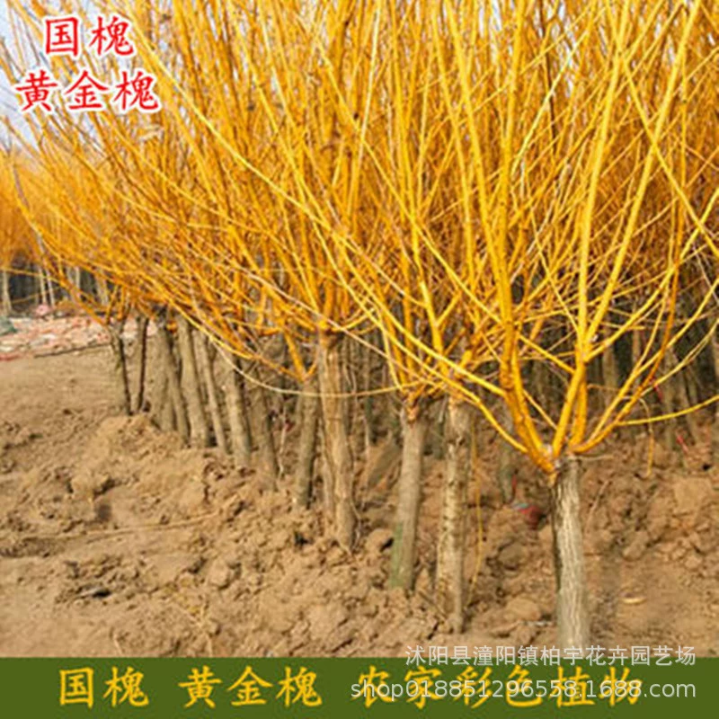 Золотая Софора саженцы японской Золотой софоры саженцы японской прививка Золотая Софора саженцы японской софоры Золотая Софора саженцы японской зеленой саженцы