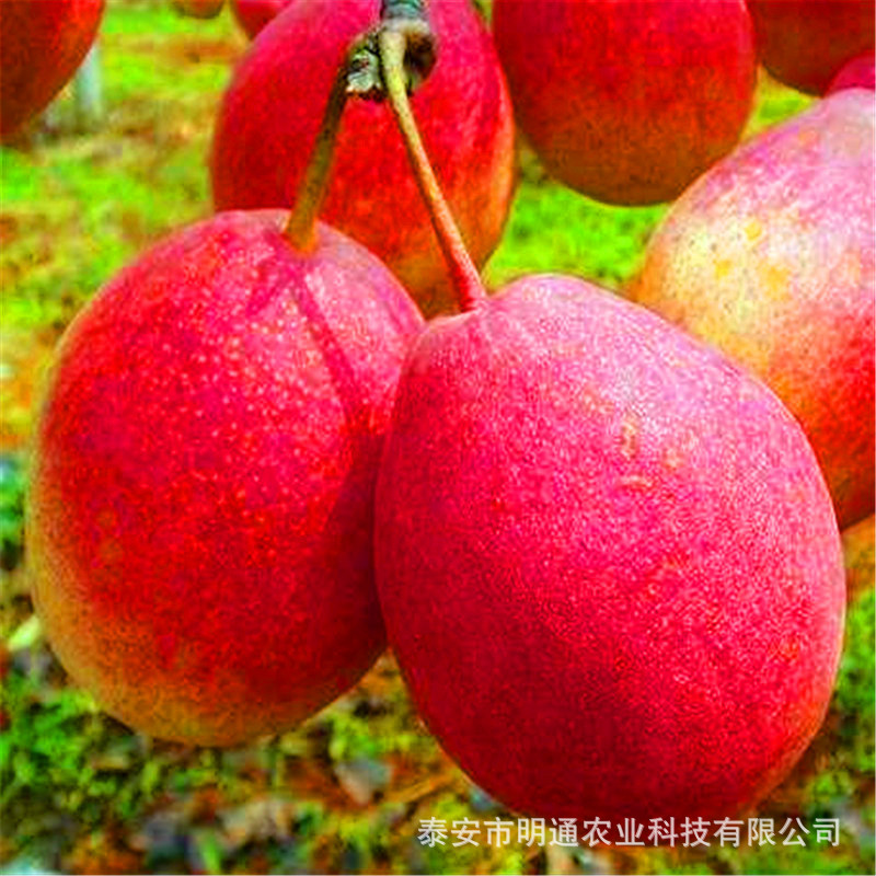 辽宁梨树苗如何选择品种早酥红梨梨树苗基地 全红梨树苗 口感脆甜-阿里巴巴