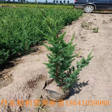 1.5米蜀桧价格】_1.5米蜀桧价格品牌/图片/价格_1.5米蜀桧价格批发_阿里巴巴