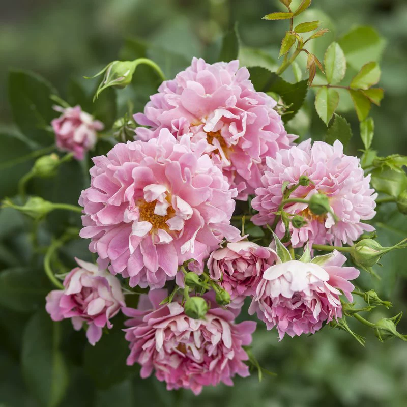 Оптовая продажа Four Seasons Цветение Восхождение Виноградная лоза Китайская Роза Рассада Мечта Волна Цветок Просмотр цветов Растение Крытый и открытый балкон Сад Зеленый