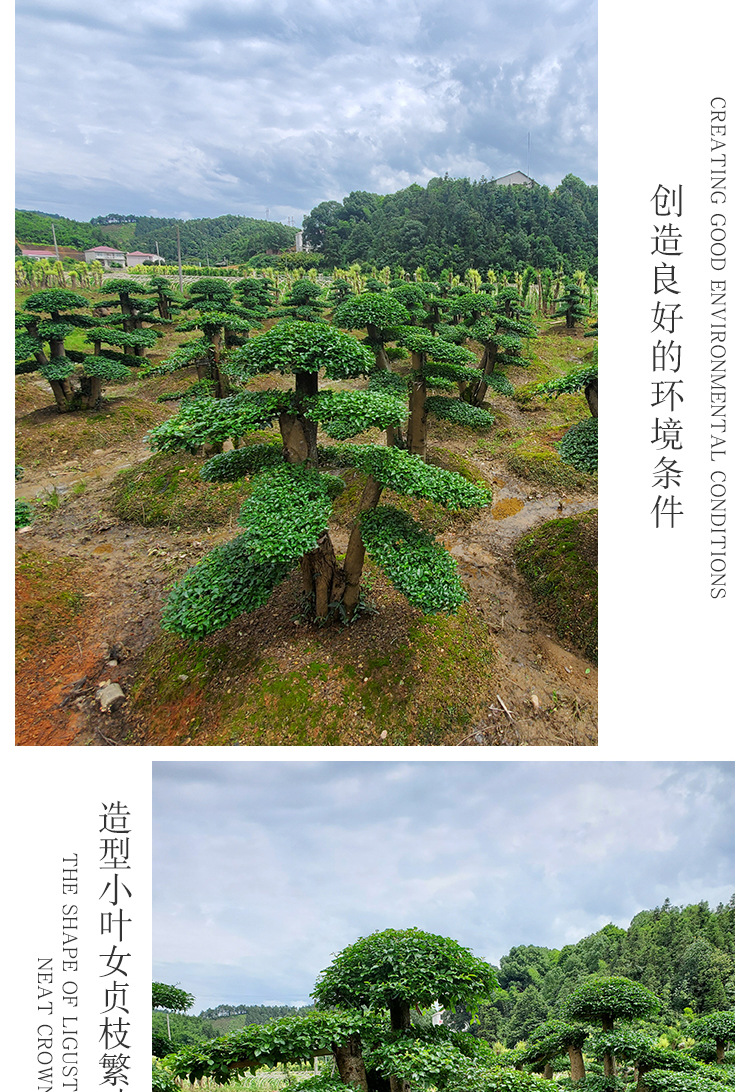 汉田苗木详情页_06