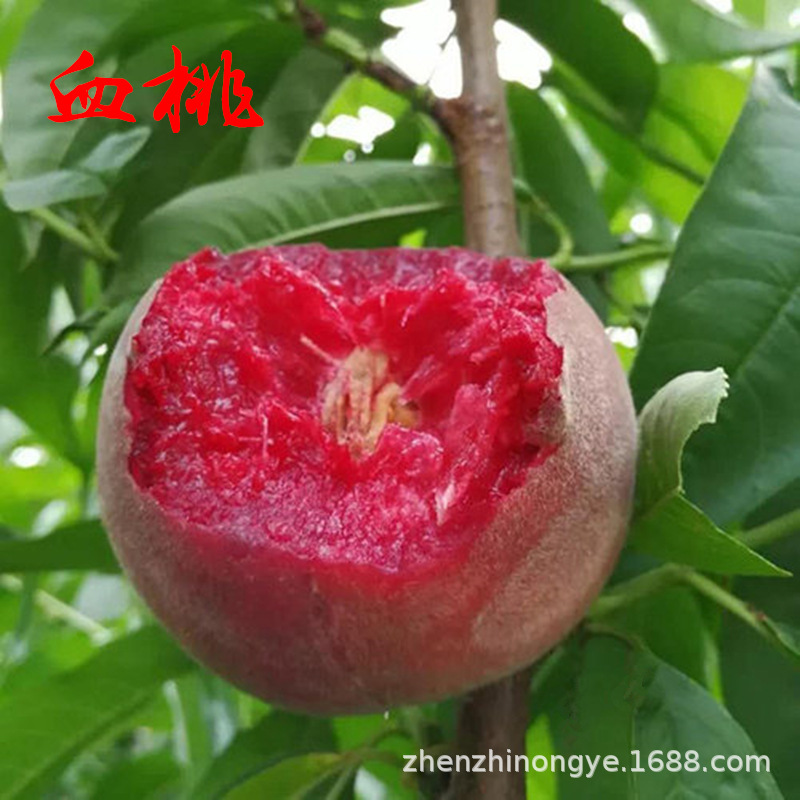 基地批发果苗果树苗桃苗血桃树苗嫁接桃苗紫血桃树苗中华血桃苗|ms