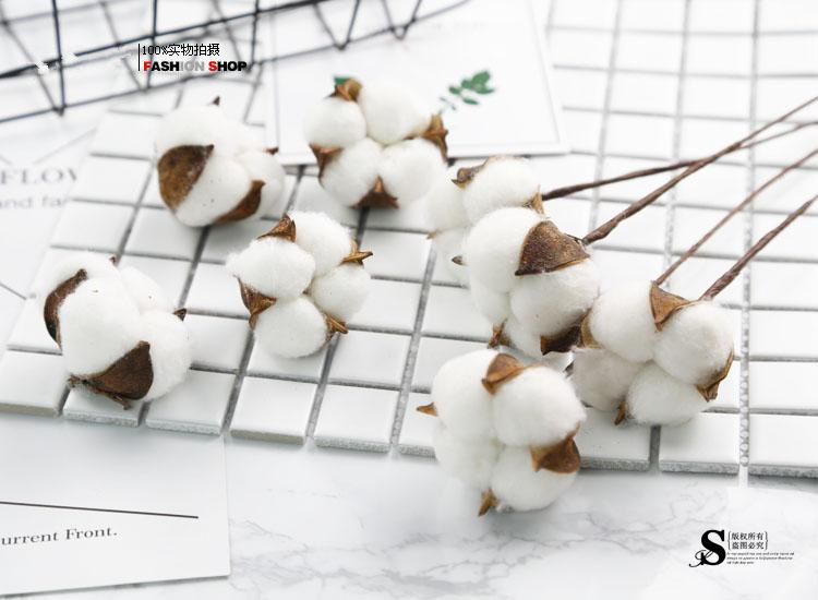 棉花0102.jpg