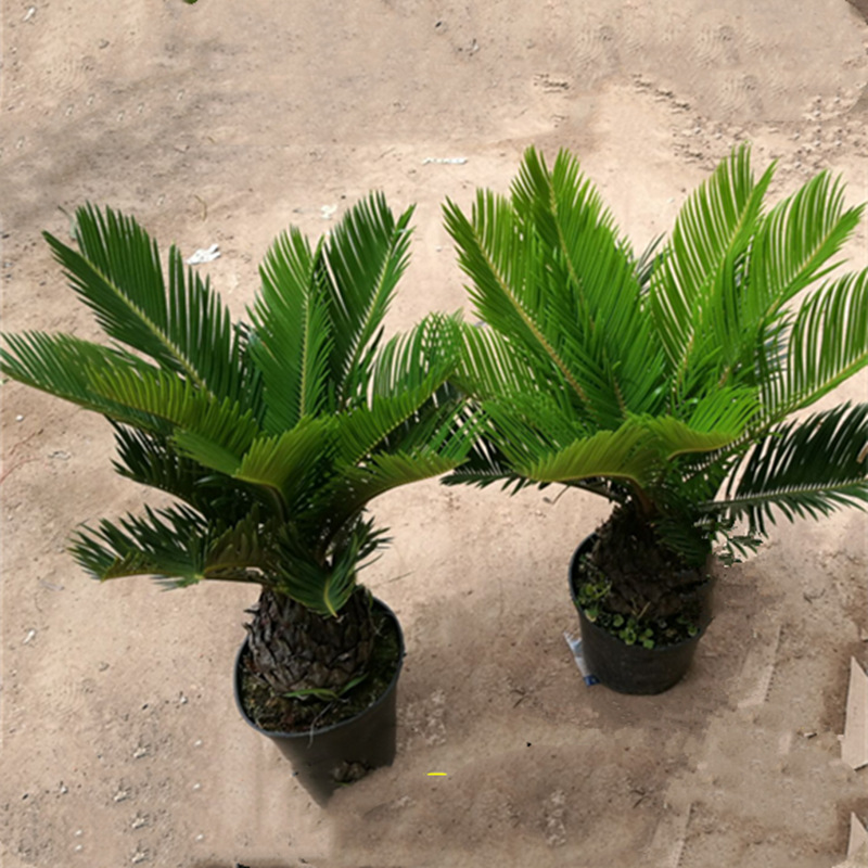 铁树盆景室内外高档植物四季常青防辐射净化空气铁树小苗大铁树