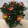 Base direct criticism of chrysanthemum series small chrysanthemum claw chrysanthemum multi -color mixed high -end high -end New Year flower potted green plant