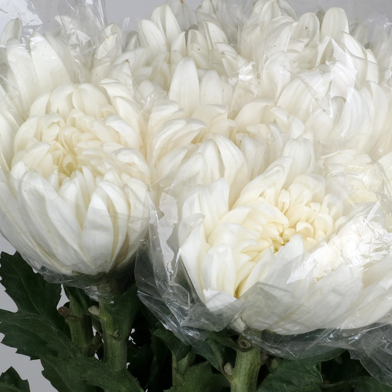 鲜花批发 昆明鲜花基地蘑菇菊白色菊花大局乒乓菊节日用花|ms