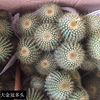 [Base directly batch] Multi -head and multi -crown gold crowns are observed in the mixed golden monkeys indoor sandy cactus plant potted plants