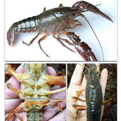 湖北潛江清水養殖小龍蝦鮮活 青殼白鰓白肚6789錢大青蝦産地直發