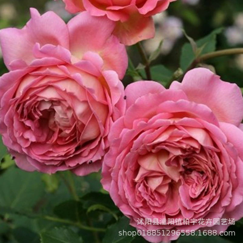 Празднование юбилея Европейский Цветок Луны Рассада в горшке Лучжоу-ароматный куст Остина Большой цветок Розовый сад Несезонный цветок розы