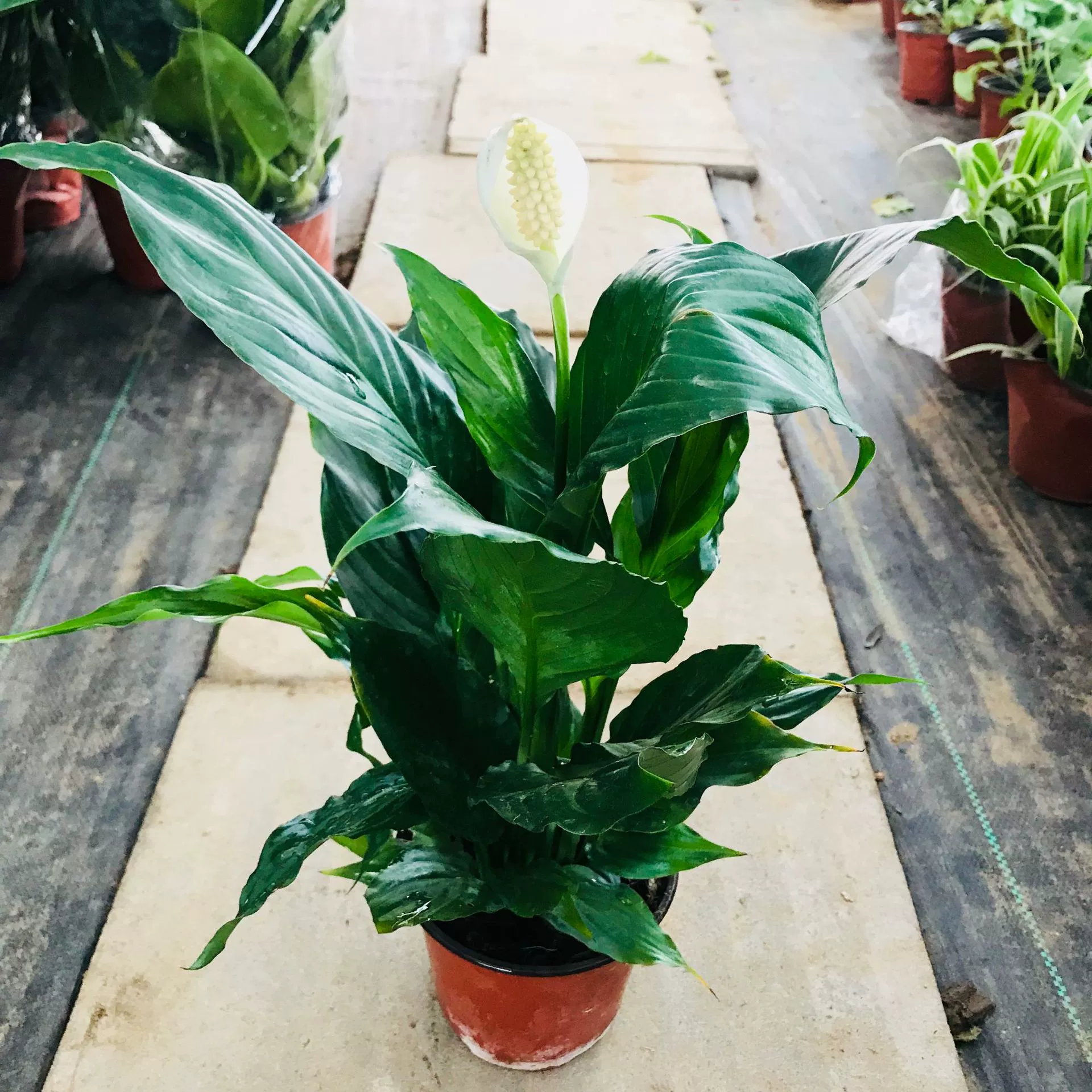 База продает Гидропонные почвенные небольшие горшечные растения, Комнатные цветы, зеленые растения, белые пальмы, плавное плавание, очистку воздуха, белые пальмы.