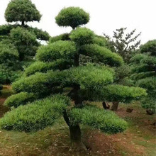 批发造型罗汉松园林工程绿化精品庭院树 湖南基地直销量大从优