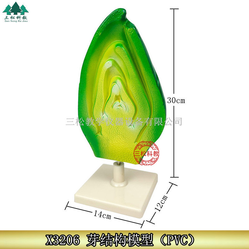 芽结构模型 植物种子胚胎模型 初高中生物教学展示科教仪器