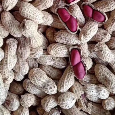 批發 紅衣花生 黑衣花生 10斤 新鮮當季 微商 電商 壹件代發