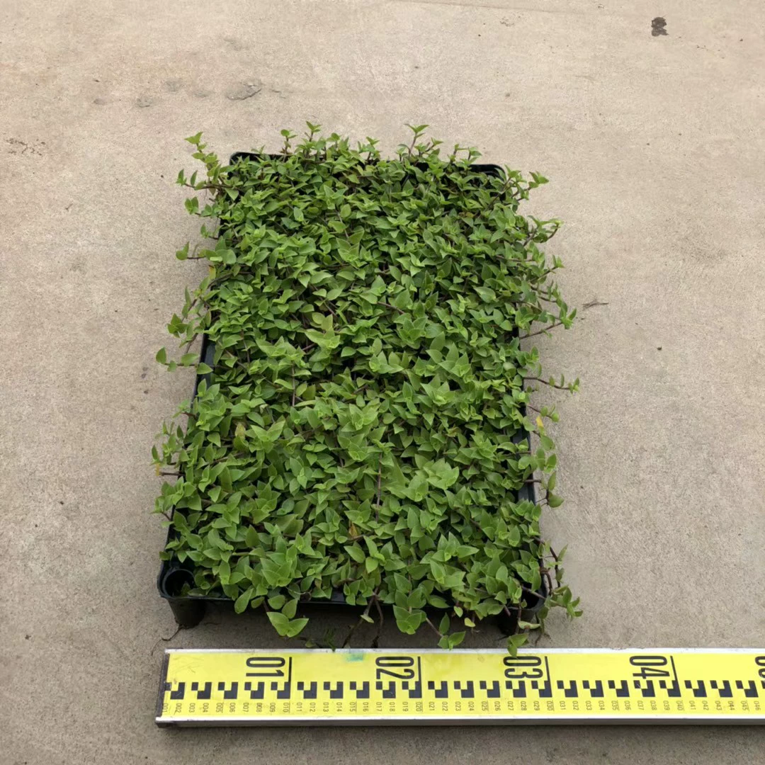 907 база поставляет зеленую стену растительного растения