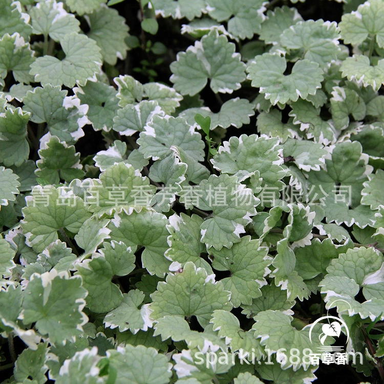 Ароматное растение в горшке пятнистый лист денежная мята рассада все виды рассады мяты денежная мята в горшках рассада съедобная мята