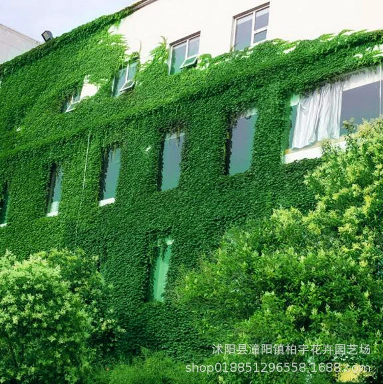 Рассада партеноцисса в горшках трехлистная рассада стенок проект во дворе зеленая посадка рассада красные вьющиеся растения