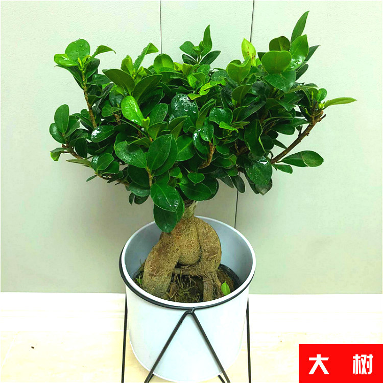 Planta verde de escritorio mayorista flor de oficina flor de rosa verde árbol rico base de plantas de maceta interior suministro image 5