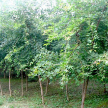 ����ֱ�l���|��Ǘ� ������Ǘ��� �@�־G���L����ľ Ҏ���Rȫ