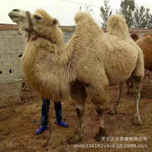 棕色双峰骆驼 大量成年骆驼出售哪里有 出售成年骑乘骆驼多少钱