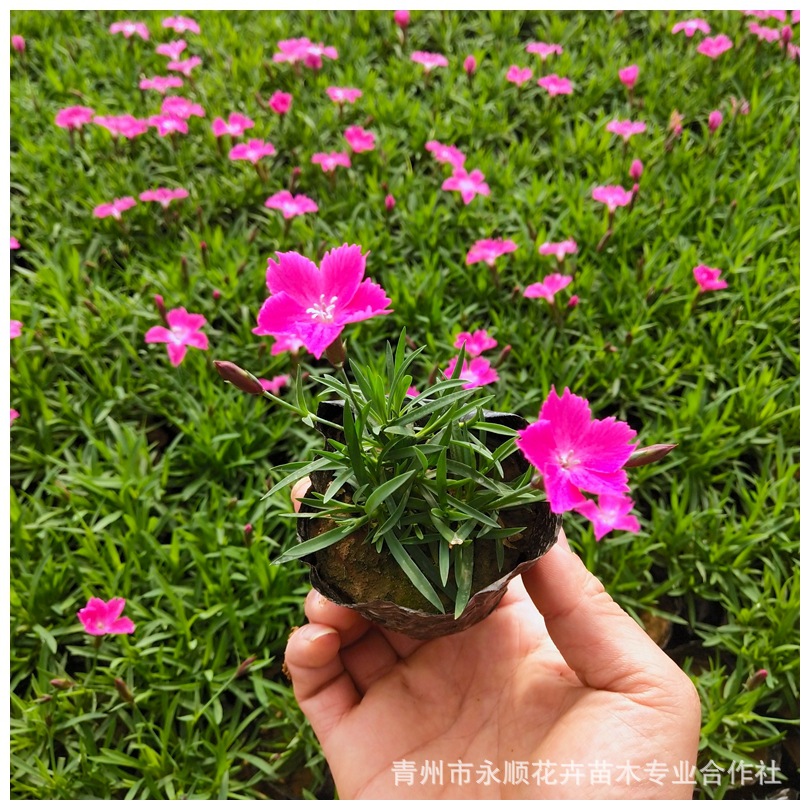 景观绿化欧石竹花苗