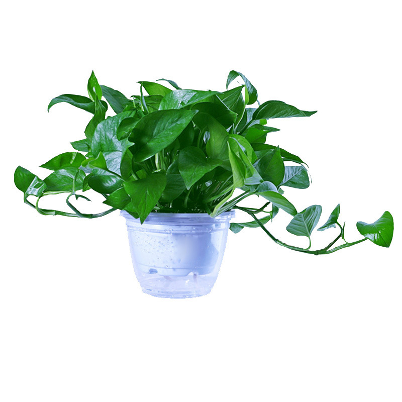 绿航绿萝室内盆栽植物花卉水培吸甲醛简化空气大白自吸盆绿箩吊兰 阿里巴巴