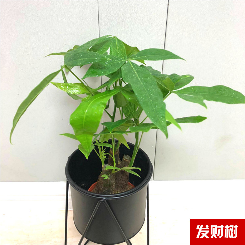 Planta verde de escritorio mayorista flor de oficina flor de rosa verde árbol rico base de plantas de maceta interior suministro image 21