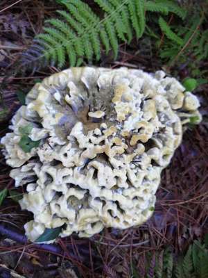 大量批发干巴菌|ru