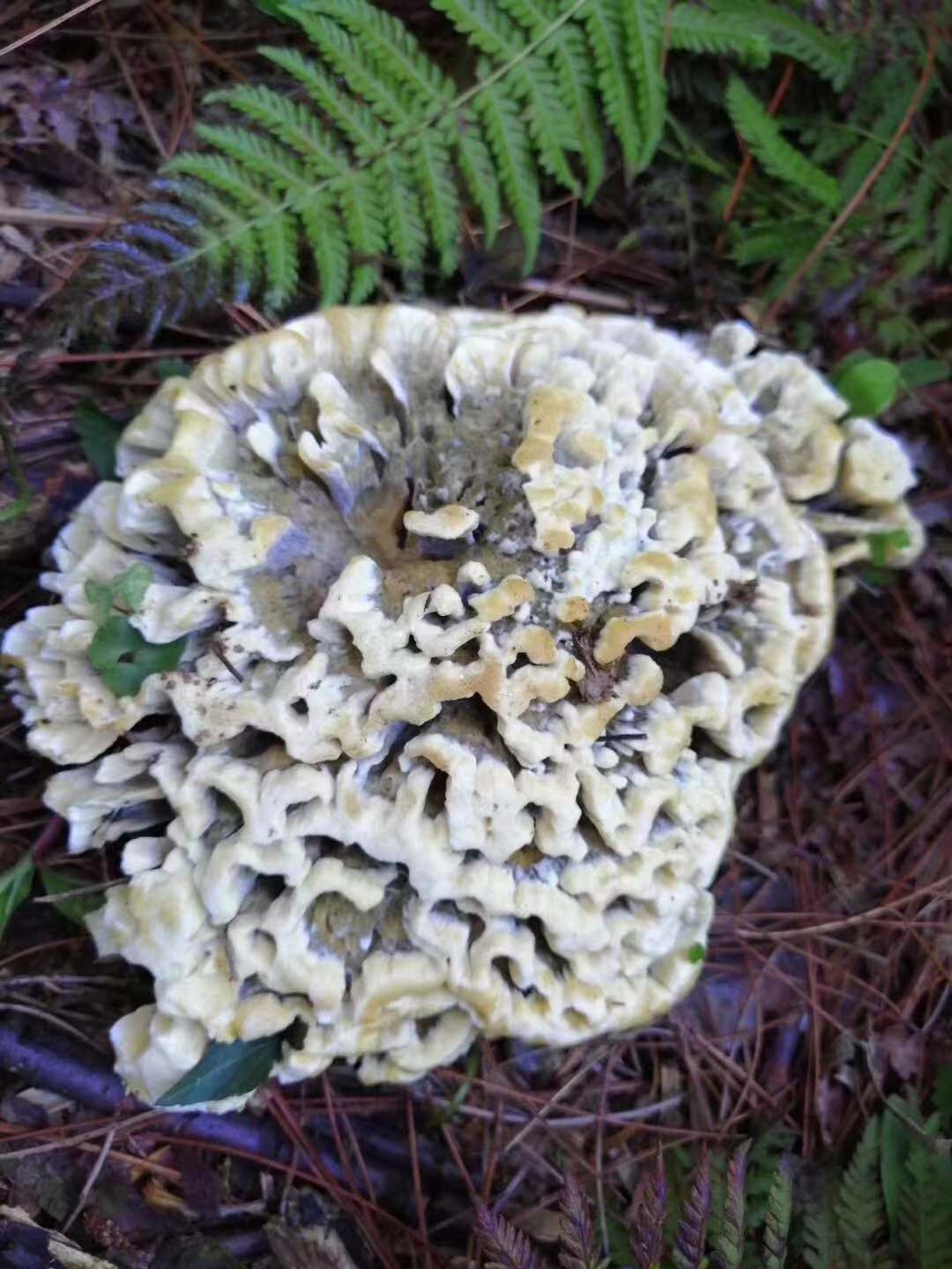 大量批发干巴菌|ru