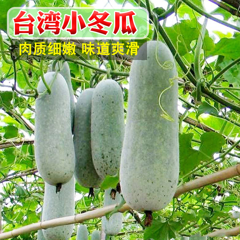 台湾小冬瓜种子迷你冬瓜种籽粉皮冬瓜水果四季盆栽春季播蔬菜种孑 阿里巴巴