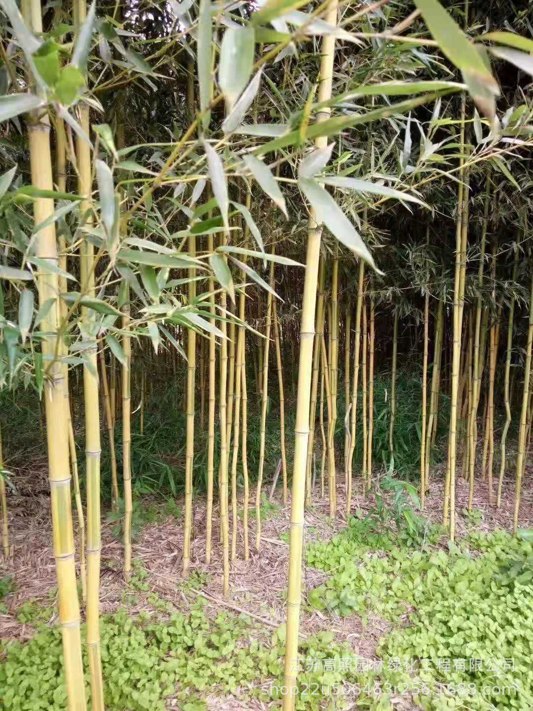 庭院绿化青淡竹 适应酸性土至中性土早园竹苗 修长刚竹子苗盆栽-阿里巴巴
