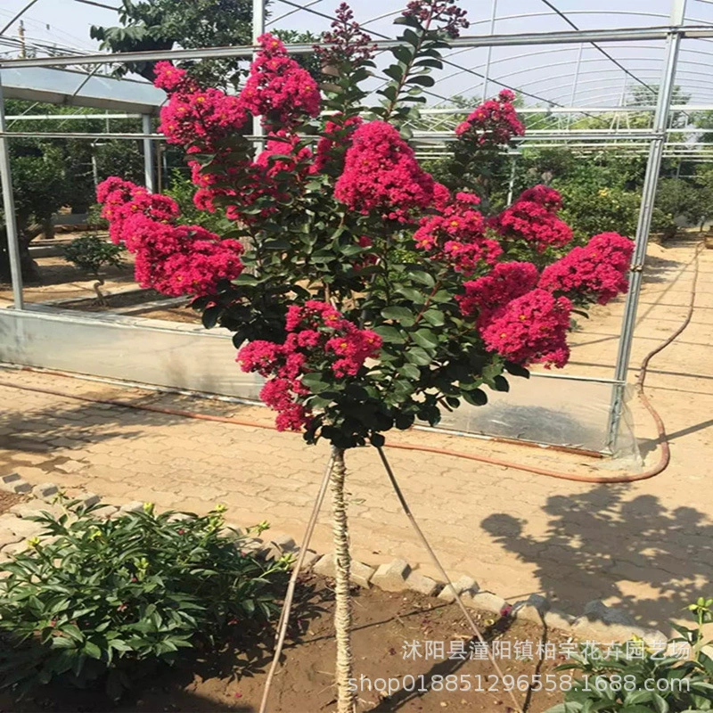 Саженец индикатной лагерстроемии двор Американская красная ракета Саженец индикатной лагерстроемии Сто дней красный саженец индикатной лагерстроемии проект озеленения саженец индикатной лагерстроемии