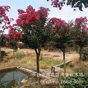 湖南紅紫薇圖片 海量高清湖南紅紫薇圖片大全 阿里巴巴