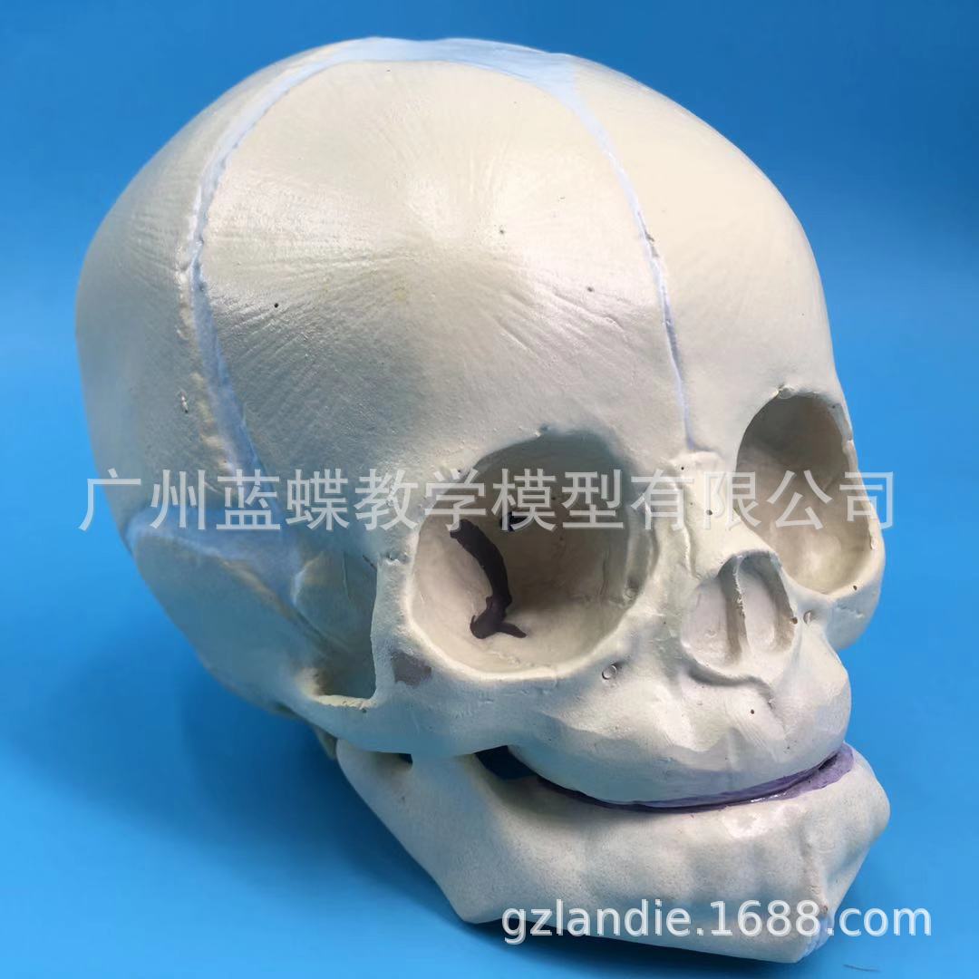 婴儿头骨