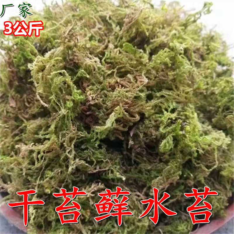 干苔藓水苔 青苔乌龟运输冬眠垫材兰花石斛种植嫁接植料水草6斤装