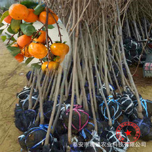 當年結果上海3公分柿子樹苗 豐產穩產廣西4公分柿子樹 原產地貨源