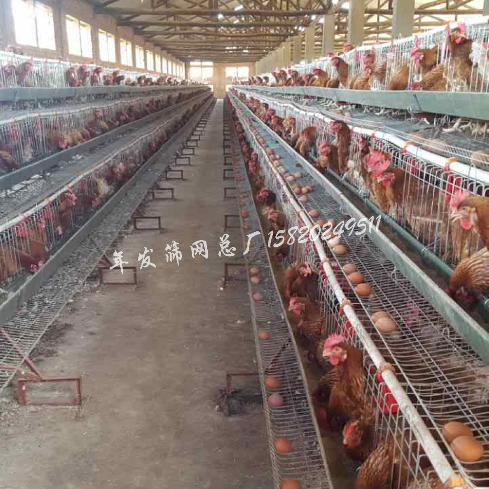 广州蛋鸡笼出口装柜 三层四门阶梯式养殖蛋鸡铁丝网笼具