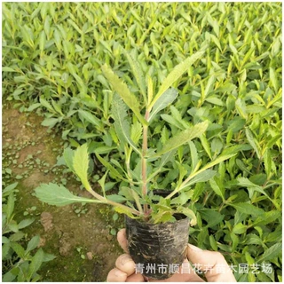 景区紫色花海马鞭草基地盆栽青州草花马鞭草花海 批发马鞭草