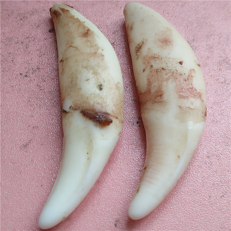 IMG20181204090503_副本_副本